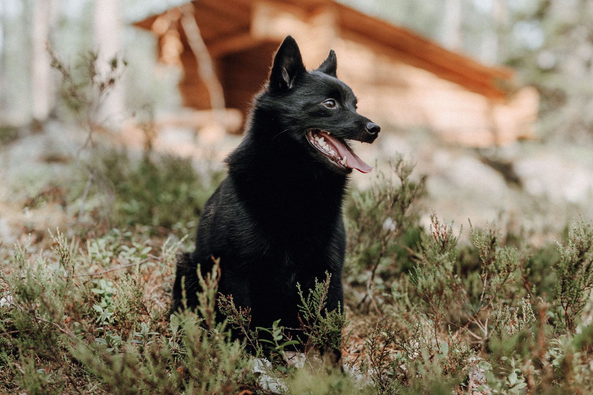 Kesäretkeilijä: Koiran kanssa Ylöjärvellä, lemmikkiystävälliset patikkareitit ja vierailukohteet