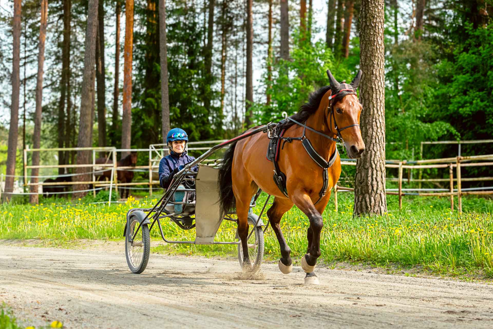Visit Ylöjärvi: Kuninkuusravit 2026. Kuvassa ravihevonen ja ohjastaja metsäisellä polulla.